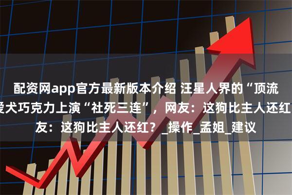 配资网app官方最新版本介绍 汪星人界的“顶流”又翻车！孟子义爱犬巧克力上演“社死三连”，网友：这狗比主人还红？_操作_孟姐_建议