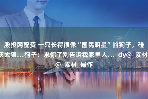股投网配资 一只长得很像“国民明星”的狗子，碰瓷了灰太狼…狗子：求你了别告诉我家里人…_dy@_素材_操作
